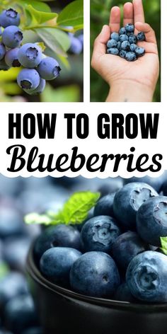 blueberries in a bowl with the words how to grow blueberries on top and below