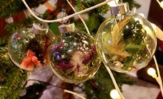 three glass ornaments hanging from a christmas tree