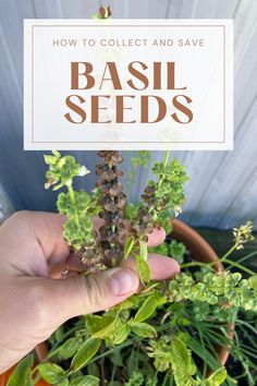 someone holding up some plants in their hand with the text how to collect and save basil seeds