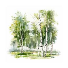 watercolor painting of birch trees in the forest with grass and rocks on the ground