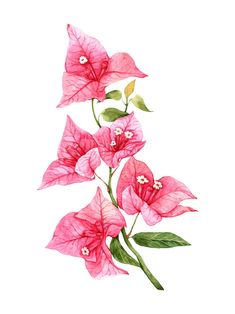 three pink flowers with green leaves on a white background, watercolor drawing or illustration