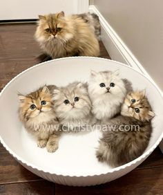 three kittens are sitting in a bowl on the floor