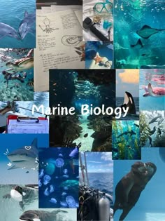 marine biology collage with images of animals and people in the water, including dolphins