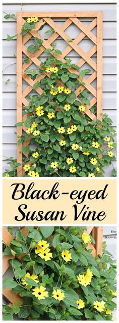 black - eyed susan vine growing in a wooden trellis