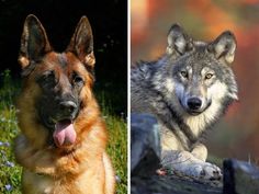 two different pictures of dogs with their tongues hanging out