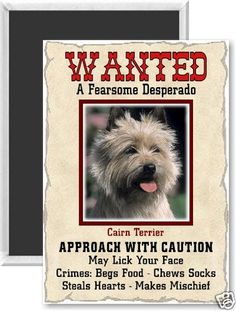 a wanted poster for a terrier dog