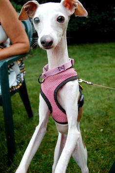 a small white dog wearing a pink harness