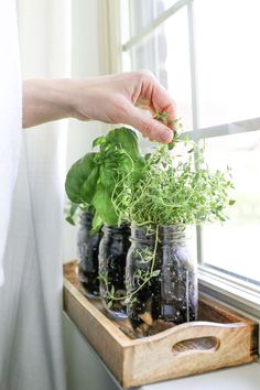 How to Make a Mason Jar Herb Garden Herb Mason Jar Planters, Mason Jar Plants Diy, Herbs In Mason Jars, Medicinal Teas, Jar Herb Garden, Hydroponic Herb Garden, Easy Mason Jar Crafts, Mason Jar Herbs, Mason Jar Herb Garden