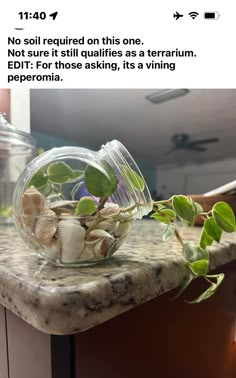 a glass jar filled with plants sitting on top of a counter