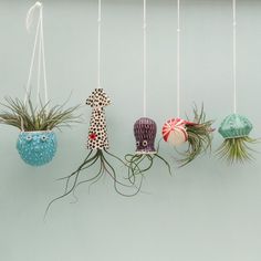 three air plants hanging from hooks on the wall next to each other, one with a giraffe