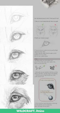 the steps in how to draw an animal's eyes