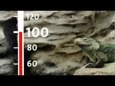 an iguana sitting on top of a rock next to a thermometer