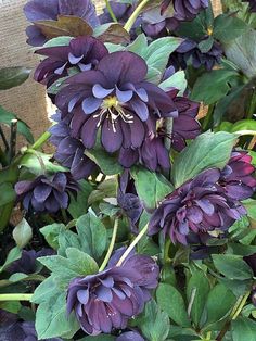 purple flowers with green leaves growing in a planter on the side of a building