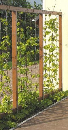 a wooden trellis with plants growing on it