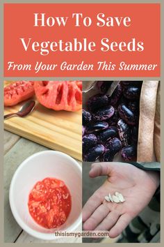 Image on the left of a tomato cut in half with the seed core in a small bowl. Top right image of beans that are black with a pinkish swirl, and bottom right image of cucumber seeds in a person's hand. From thisismygarden.com. Saving Vegetable Seeds, Saving Seeds, How To Save Seeds From Vegetables, Save Seeds From Produce, Saving Seeds From Vegetables, Saving Tomato Seeds, How To Store Seeds, Growing Vegetables From Seeds