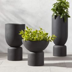 three black vases with plants in them sitting on the floor next to each other