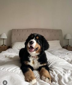 a black and brown dog laying on top of a white bed next to two lamps