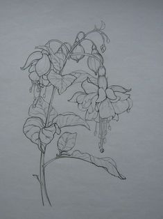 a pencil drawing of flowers on a white paper with water droplets hanging from the stems