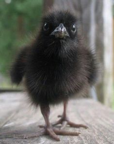 a small black bird sitting on top of a wooden table