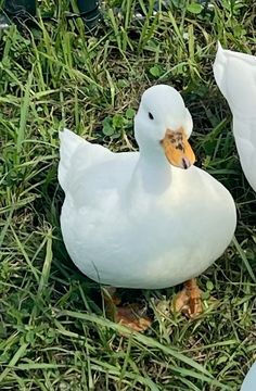 two white ducks sitting in the grass next to each other, one is looking at the camera