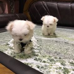 two small white puppies sitting on top of a table next to each other and looking at the camera