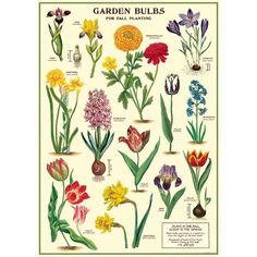 an illustration of garden bulbs and their flowers