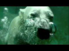 a polar bear swimming in the water with its mouth open