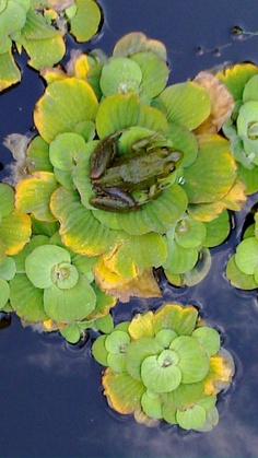 green leaves floating on top of water in a pond