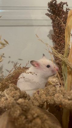 a small white rat sitting in the middle of some dried up plants and grass,