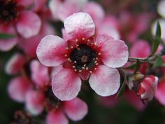 pink flowers are blooming in the garden