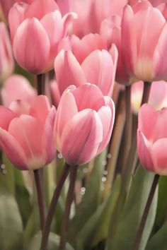 pink tulips with water droplets on them