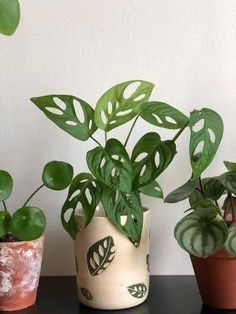 three potted plants sitting on top of a table