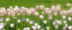 pink and white tulips in a field with green grass