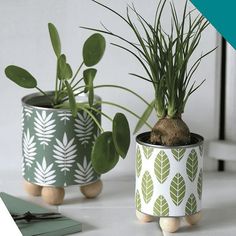 two potted plants sitting next to each other on top of a white countertop