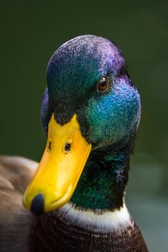 a close up of a duck with a green and yellow head, looking at the camera