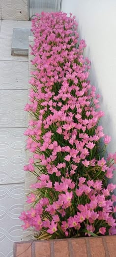 pink flowers line the side of a building