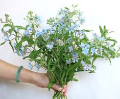 a person holding a bunch of blue flowers in their left hand, with green stems