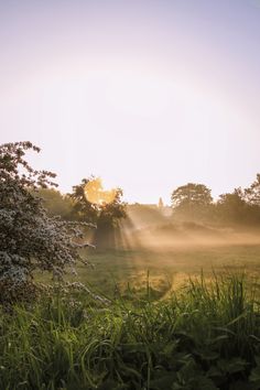 the sun shines brightly through the trees and grass