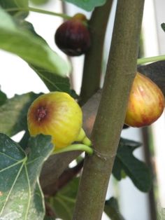 the fruit is growing on the tree and ready to be picked from it's branches