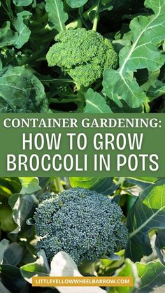 broccoli growing in the garden with text overlay that reads container gardening how to grow broccoli in pots