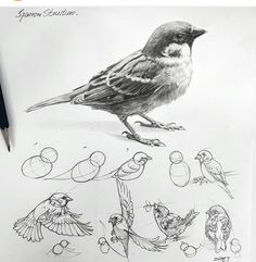 a pencil drawing of some birds on a piece of paper with different shapes and sizes