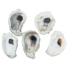 four oysters are shown on a white background