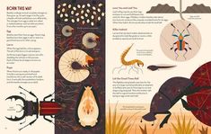 an illustrated book with bugs and insects on it