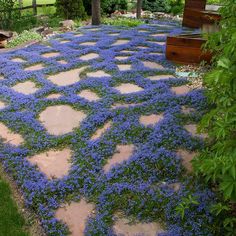 a stone walkway with blue flowers growing on the ground and trees in the back yard