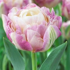 a pink and white flower with green leaves in the foreground, surrounded by other flowers