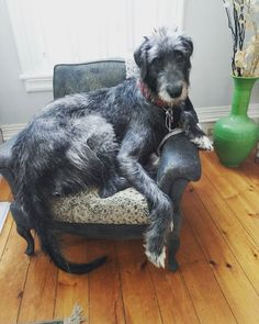 a black and gray dog sitting on top of a chair