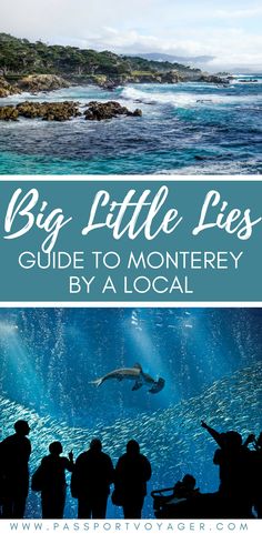 the big little lies guide to montery by a local sea turtle in an aquarium