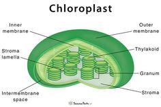 the structure of a chlorplast is shown in this diagram with labels on it