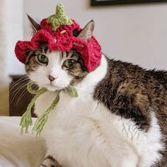 a cat wearing a crocheted hat and scarf on top of it's head