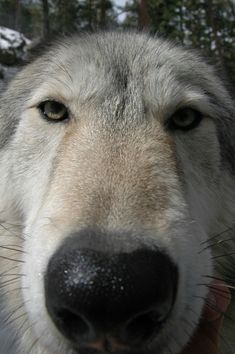 a close up of a dog's face with snow on the ground and trees in the background